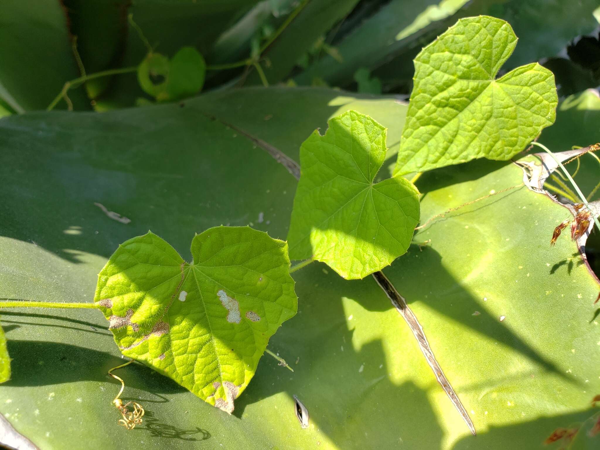 Image of Melothria scabra Naud.