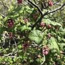 Image of Jaeger's currant