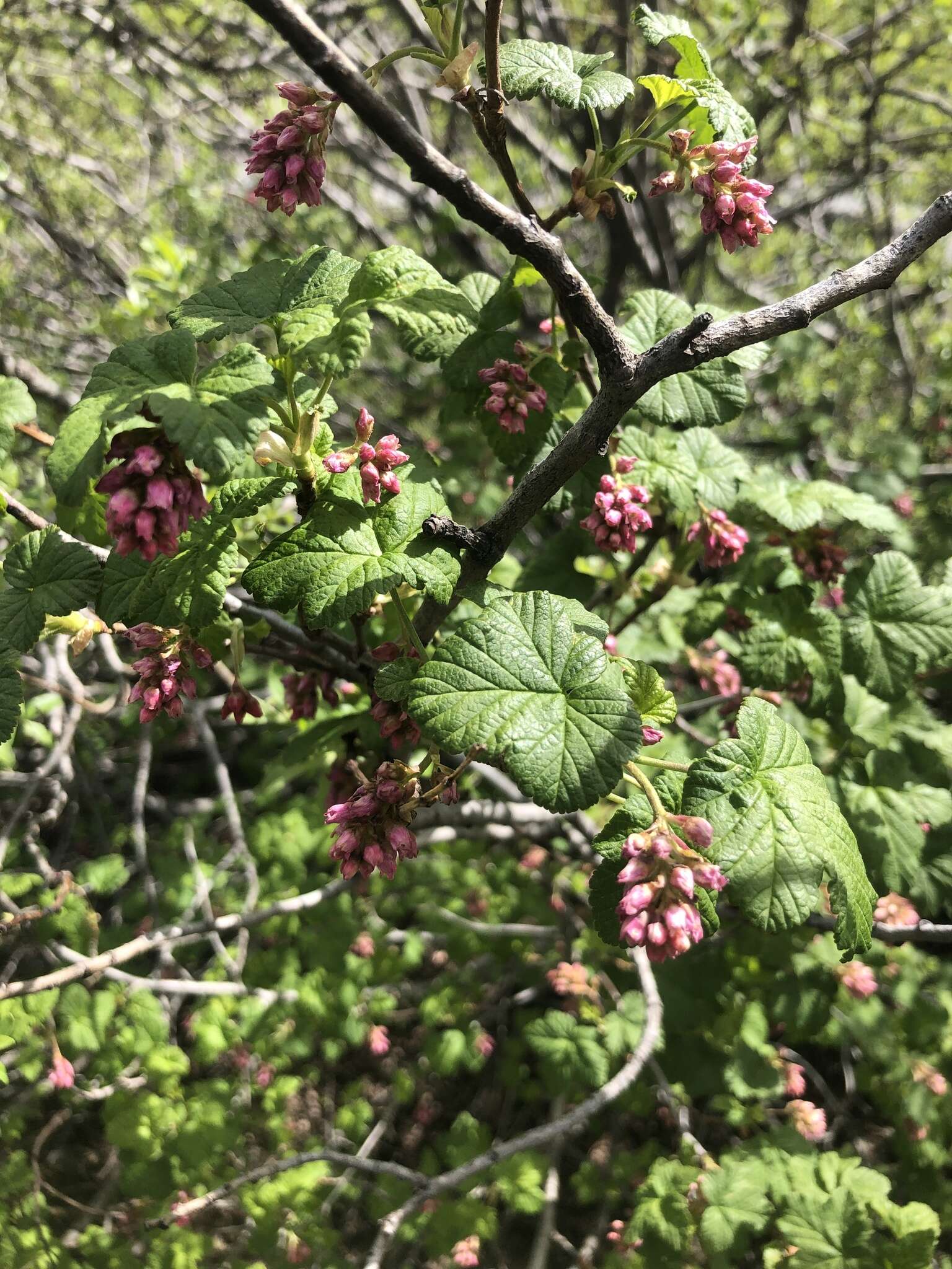 Image of Jaeger's currant