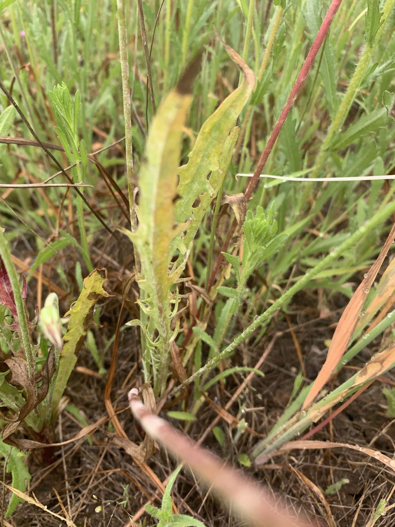 Image of grassland silverpuffs