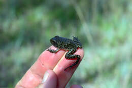 Image of Gopher Frog