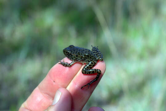 Image de Lithobates capito (Le Conte 1855)