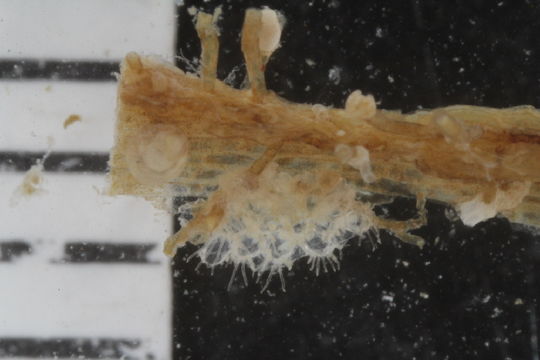 539.bryno swebol bryozoa 1183 1507746130 jpg.580x360
