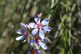 صورة Thelymitra canaliculata R. Br.