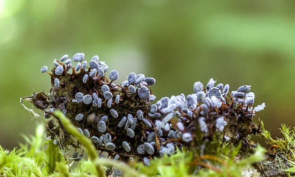 Image de Physarum pezizoideum