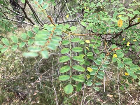 Indigofera brevidens Benth.的圖片