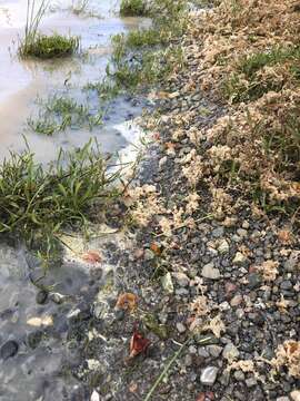 Image of Vernal pool tadpole shrimp