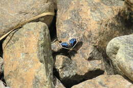 Image of Junonia orithya here Lang 1884