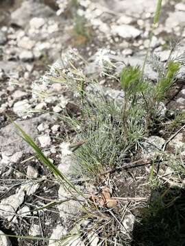 Image of Dianthus acicularis Fisch. ex Ledeb.