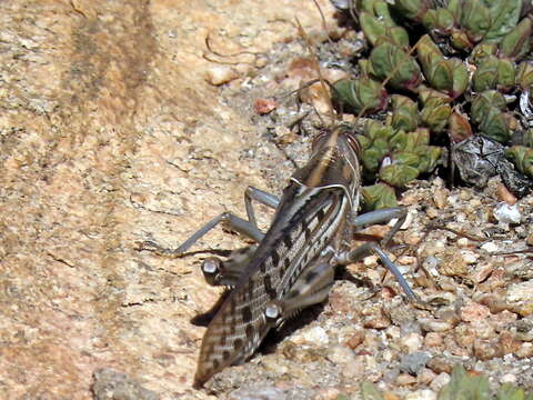 Schistocerca gregaria flaviventris (Burmeister & H. 1838) resmi