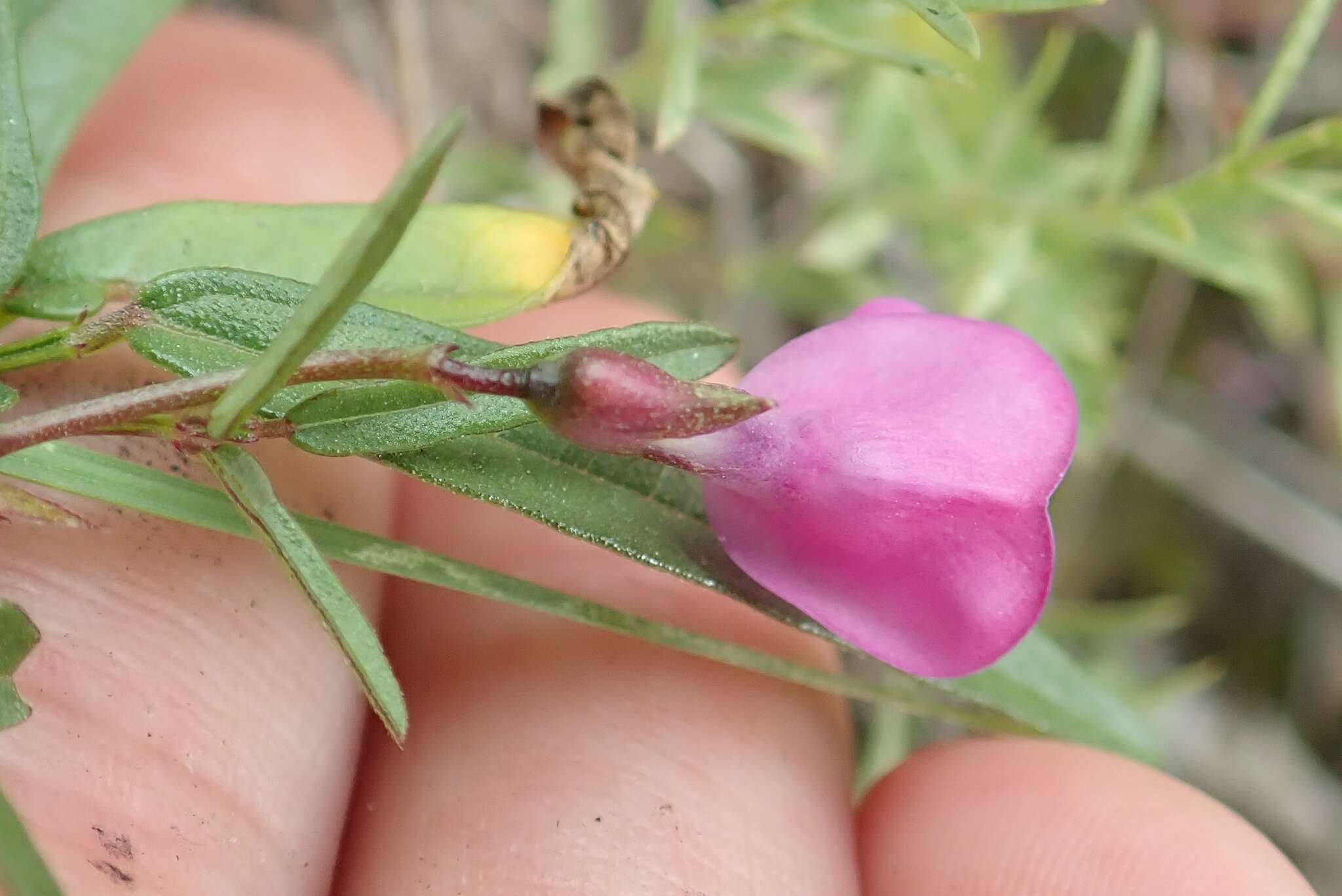 Image of Pinos Altos Mountain bean