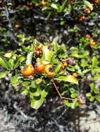 Image de Pyracantha crenulata (D. Don) M. Roemer