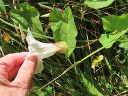 Image de Calystegia silvatica subsp. disjuncta R. K. Brummitt