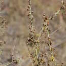 Sivun Artemisia persica Boiss. kuva