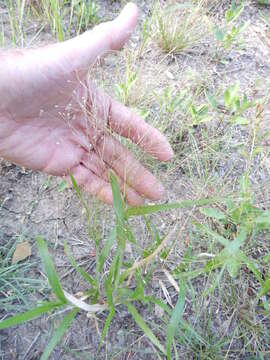 Image of witch grass