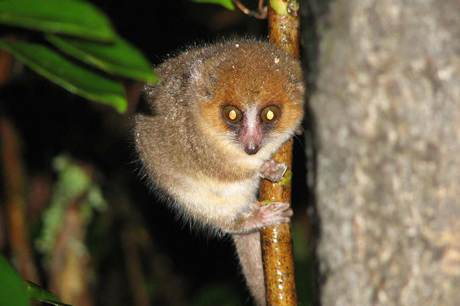 Image of Brown Mouse Lemur