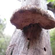 Image de Polyporus hypomelanus Berk. ex Cooke 1886