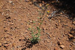 Plancia ëd Hulsea californica A. Gray