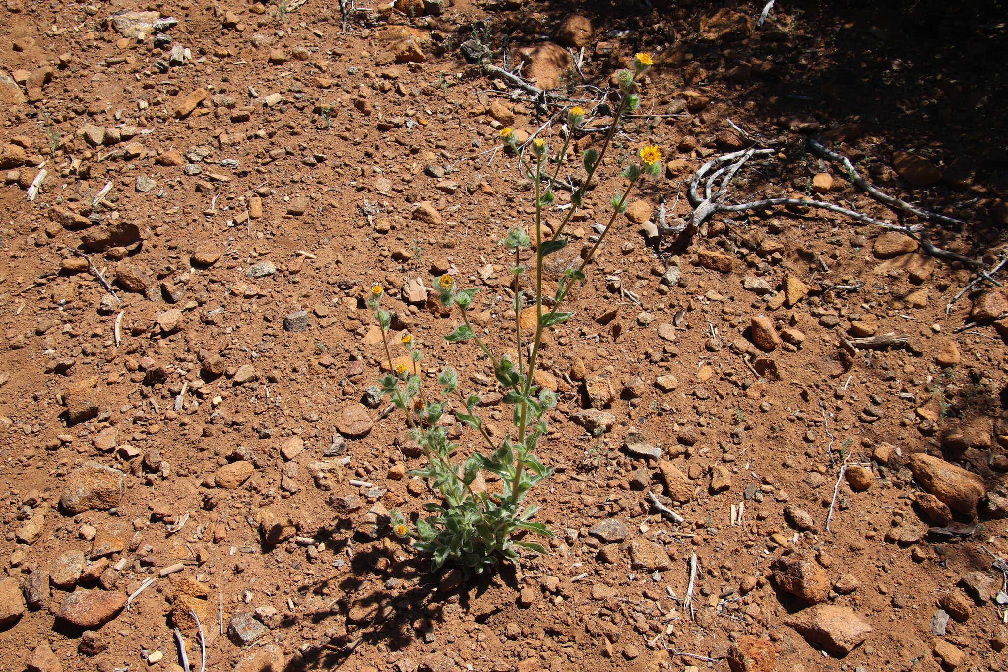 Plancia ëd Hulsea californica A. Gray