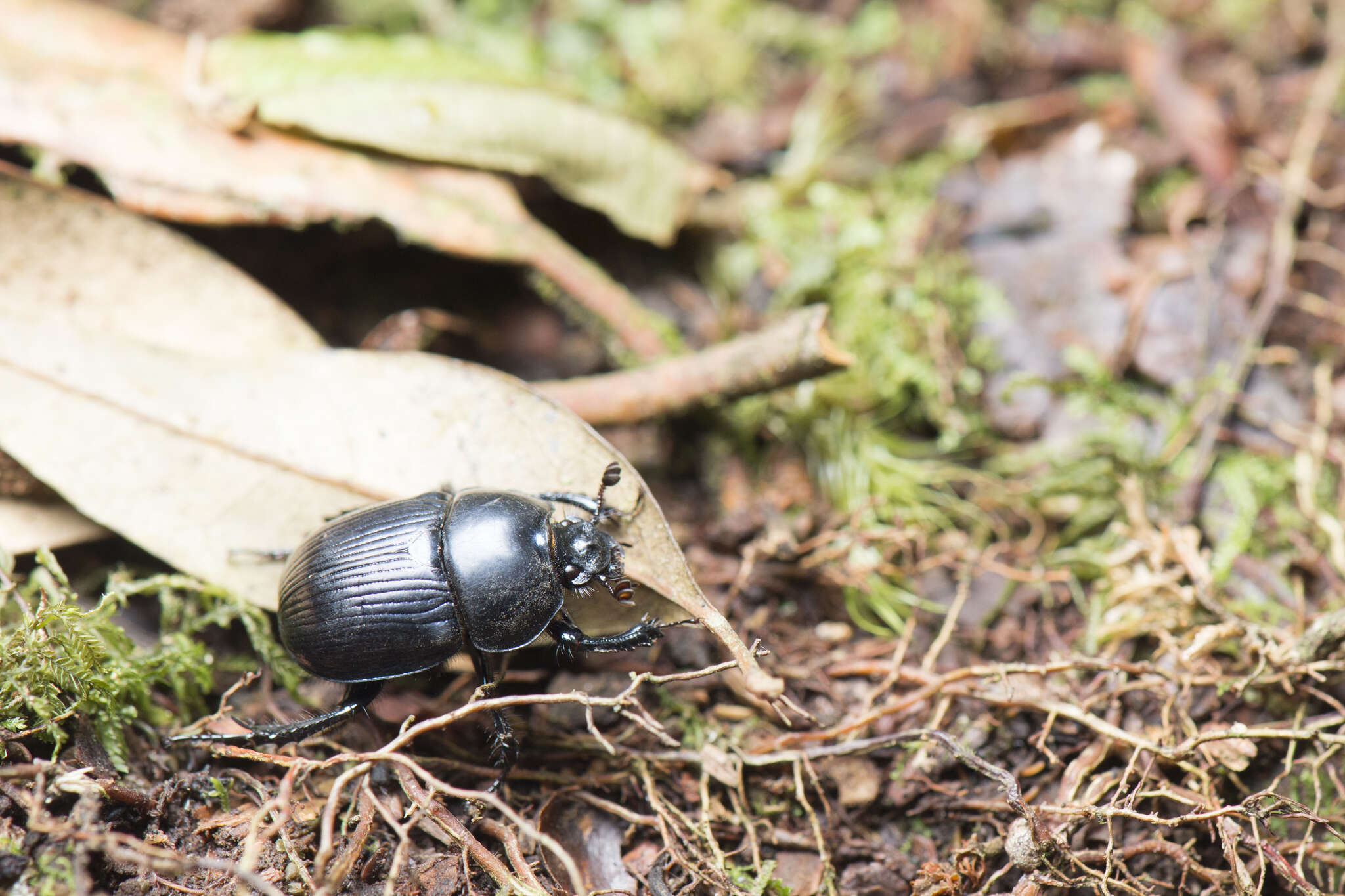 Слика од Phelotrupes (Sinogeotrupes) insulanus (Howden 1965)