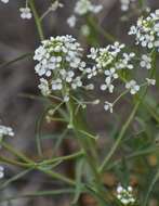 Sivun Lepidium alyssoides A. Gray kuva