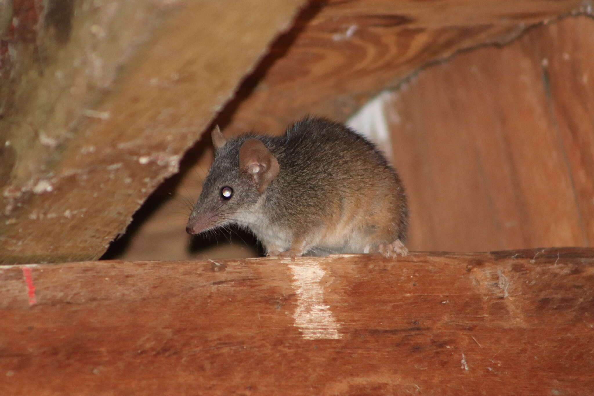 Image of Antechinus mysticus Baker, Mutton & Van Dyck 2012