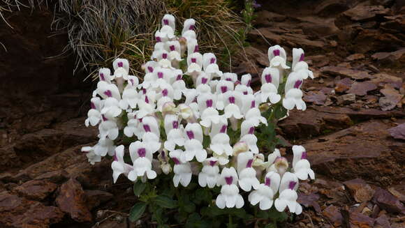 Image of Antirrhinum sempervirens Lapeyr.