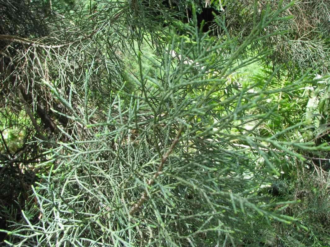 Image of Mountain cedar