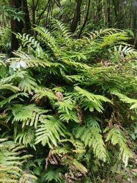 Image of Pteris incompleta Cav.