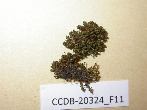 Image of Syntrichia