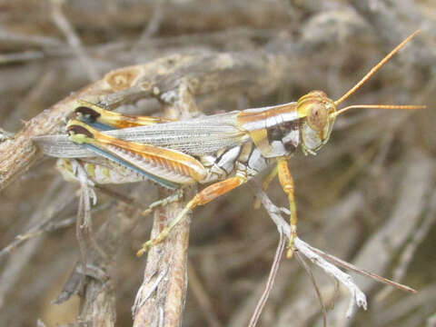 Image of Melanoplus bowditchi bowditchi Scudder & S. H. 1878