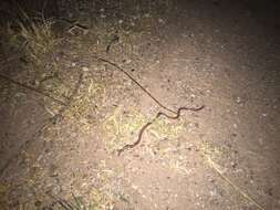 Image of Western Blind Snake