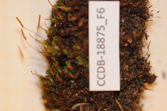 Image of candle snuffer moss