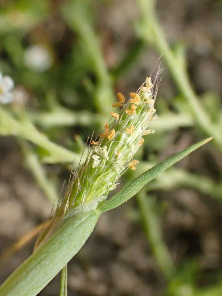 Image of Pacific foxtail