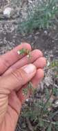 Image of limestone phacelia