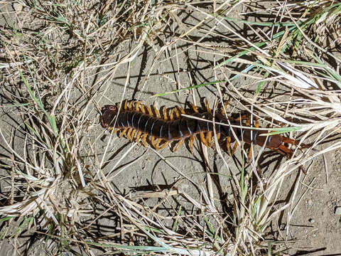 Image of Scolopendra angulata Newport 1844