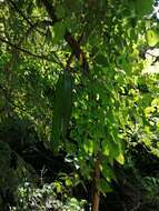 Plancia ëd Leucaena macrophylla Benth.