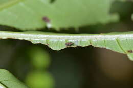 صورة Tysius bicornis (Fabricius & J. C. 1781)