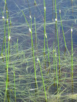 Sivun Schoenoplectus subterminalis (Torr.) Soják kuva