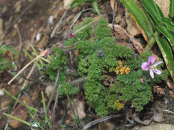 Image of Pelargonium hirtum (Burm. fil.) Jacq.