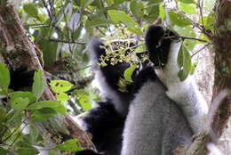 Image of indri