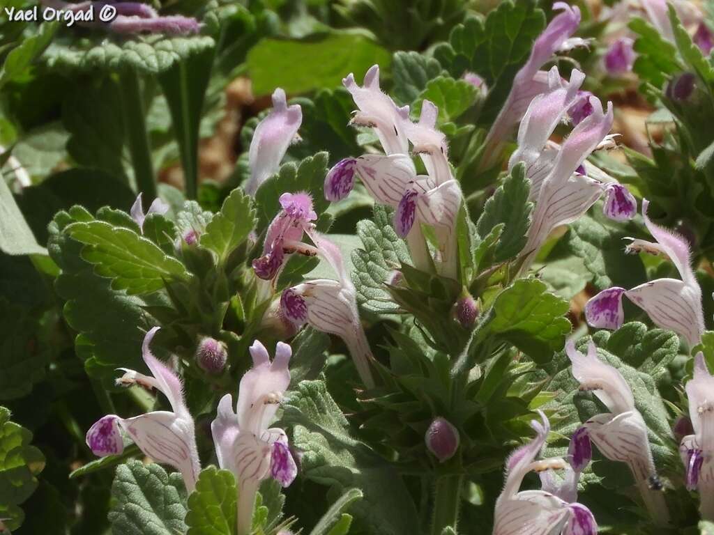 Image of Lamium garganicum L.