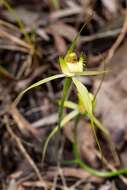 Imagem de Caladenia citrina Hopper & A. P. Br.