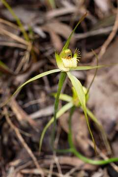 Image of Caladenia citrina Hopper & A. P. Br.