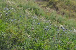 Image of Echinops chantavicus Trautv.