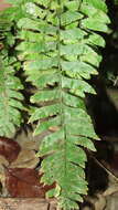 Image of Hymenasplenium pseudobscurum Viane