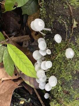 Image of Clitocybula azurea Singer 1973