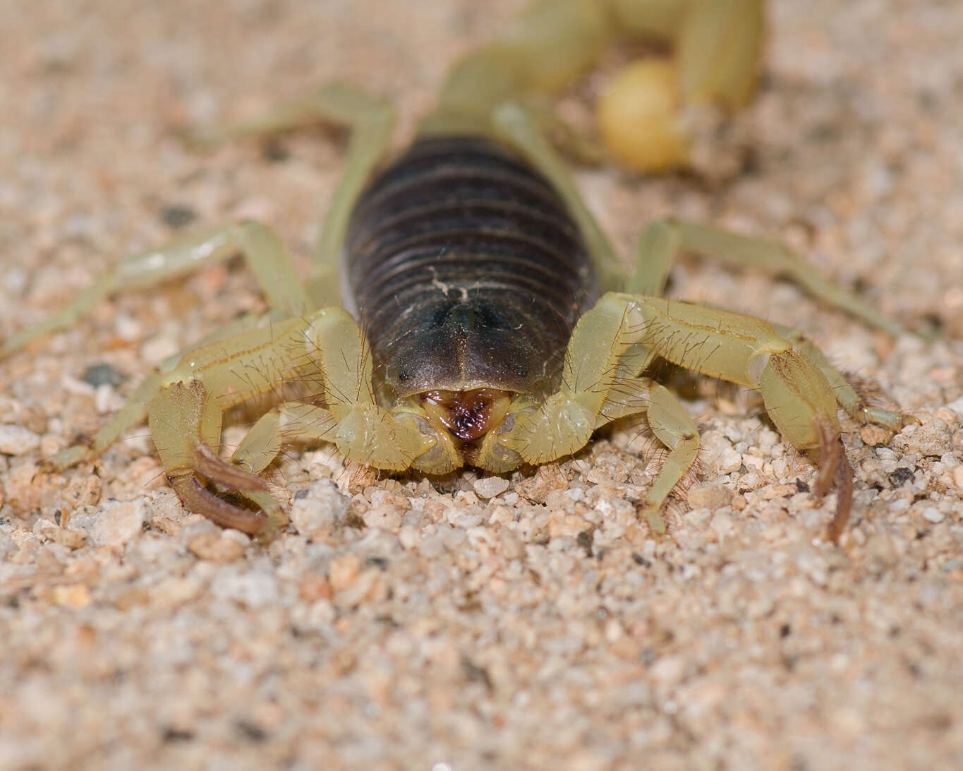 Image of Black Hairy Scorpion