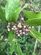 Viburnum nudum var. cassinoides (L.) Torr. & A. Gray的圖片