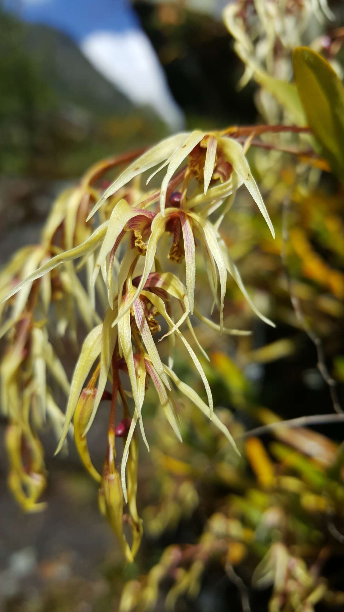 Sivun Dendrobium denudans D. Don kuva